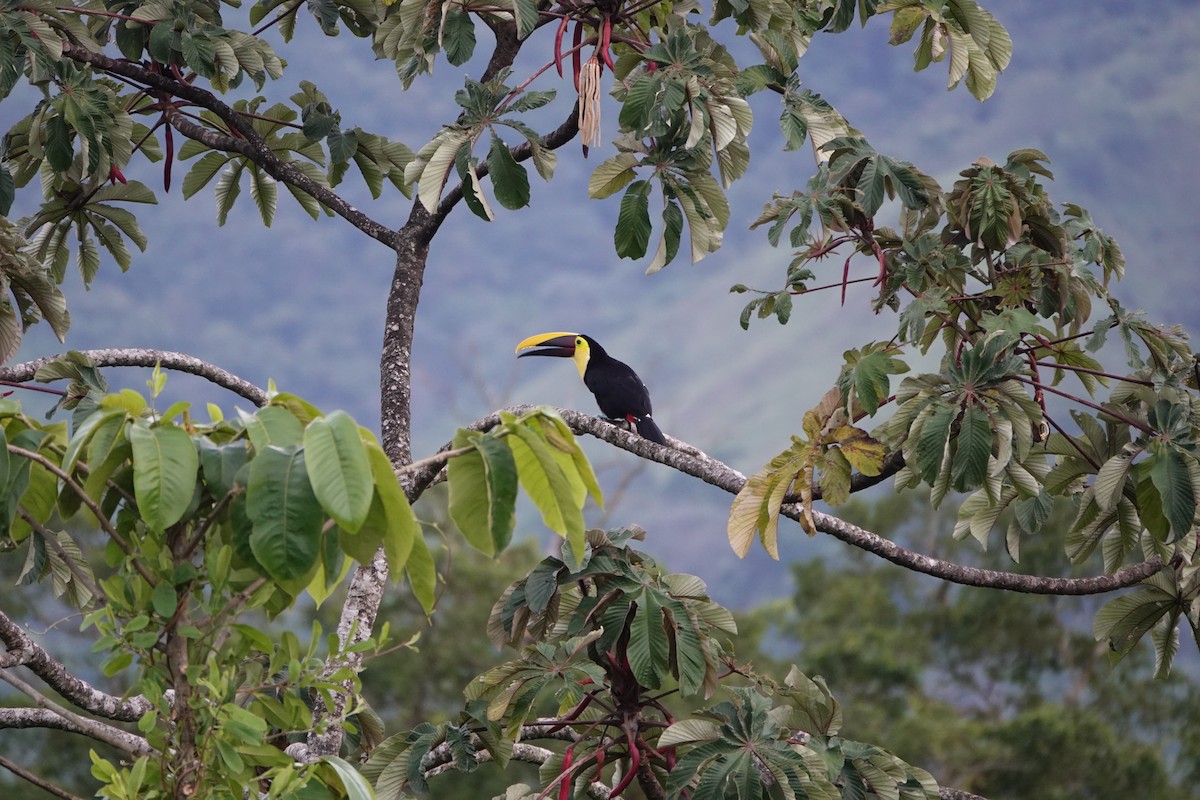 Toucan tocard - ML644026281