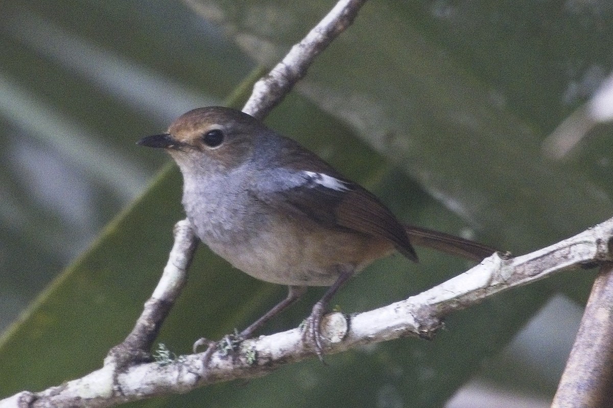 Madagascar Magpie-Robin - ML644026325