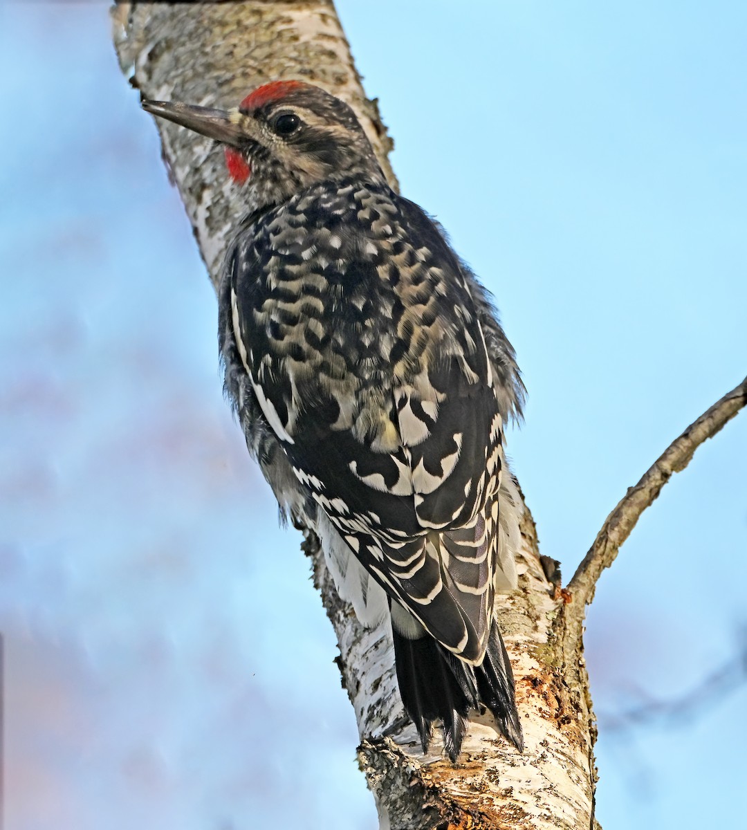 Yellow-bellied Sapsucker - ML644026338
