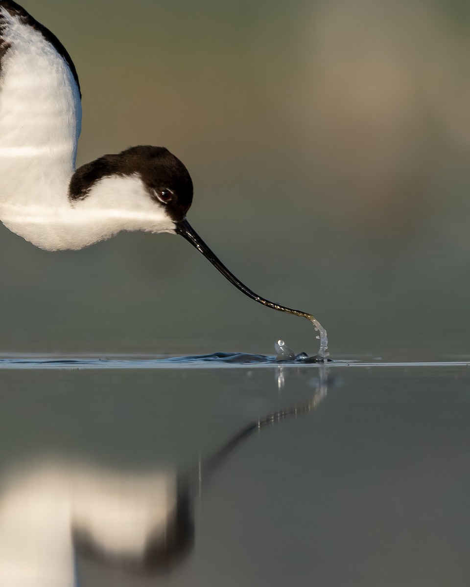 tenkozobec opačný - ML644026340