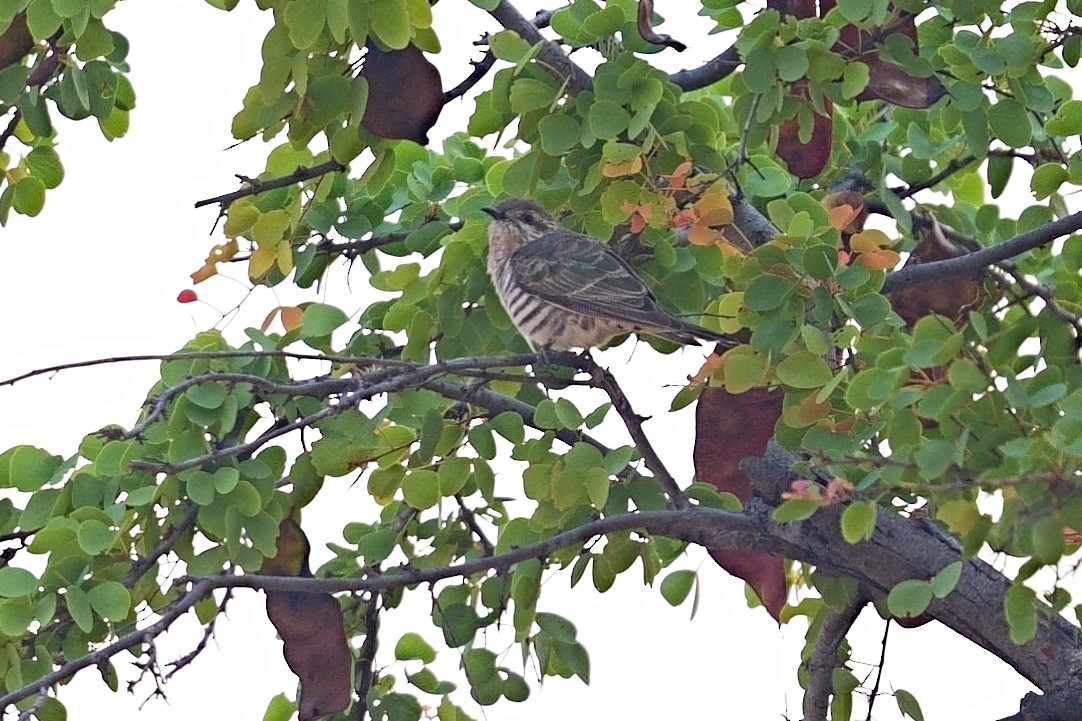 Horsfield's Bronze-Cuckoo - ML644026343