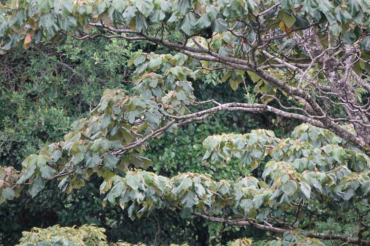 Golden-hooded Tanager - ML644026347