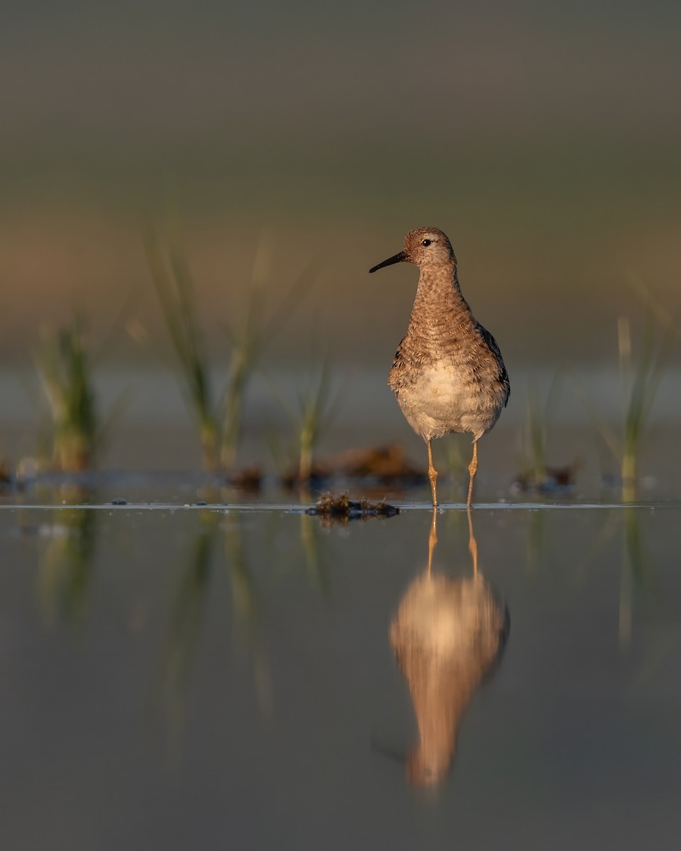 jespák bojovný - ML644026370