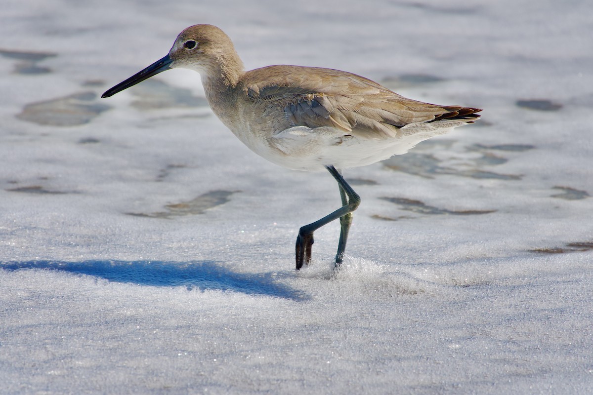 willetsnipe - ML644026377