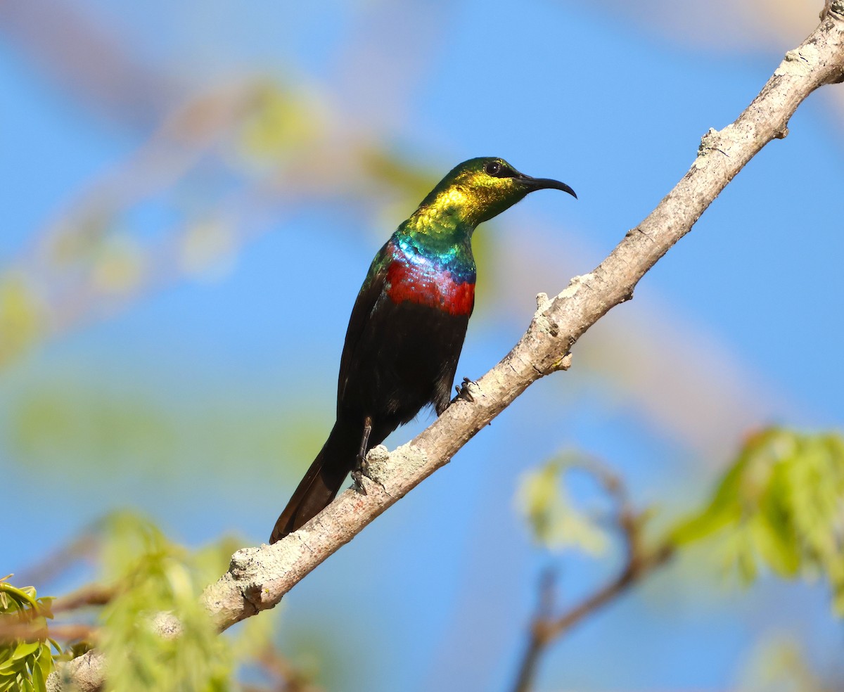 akasiesolfugl - ML644026397