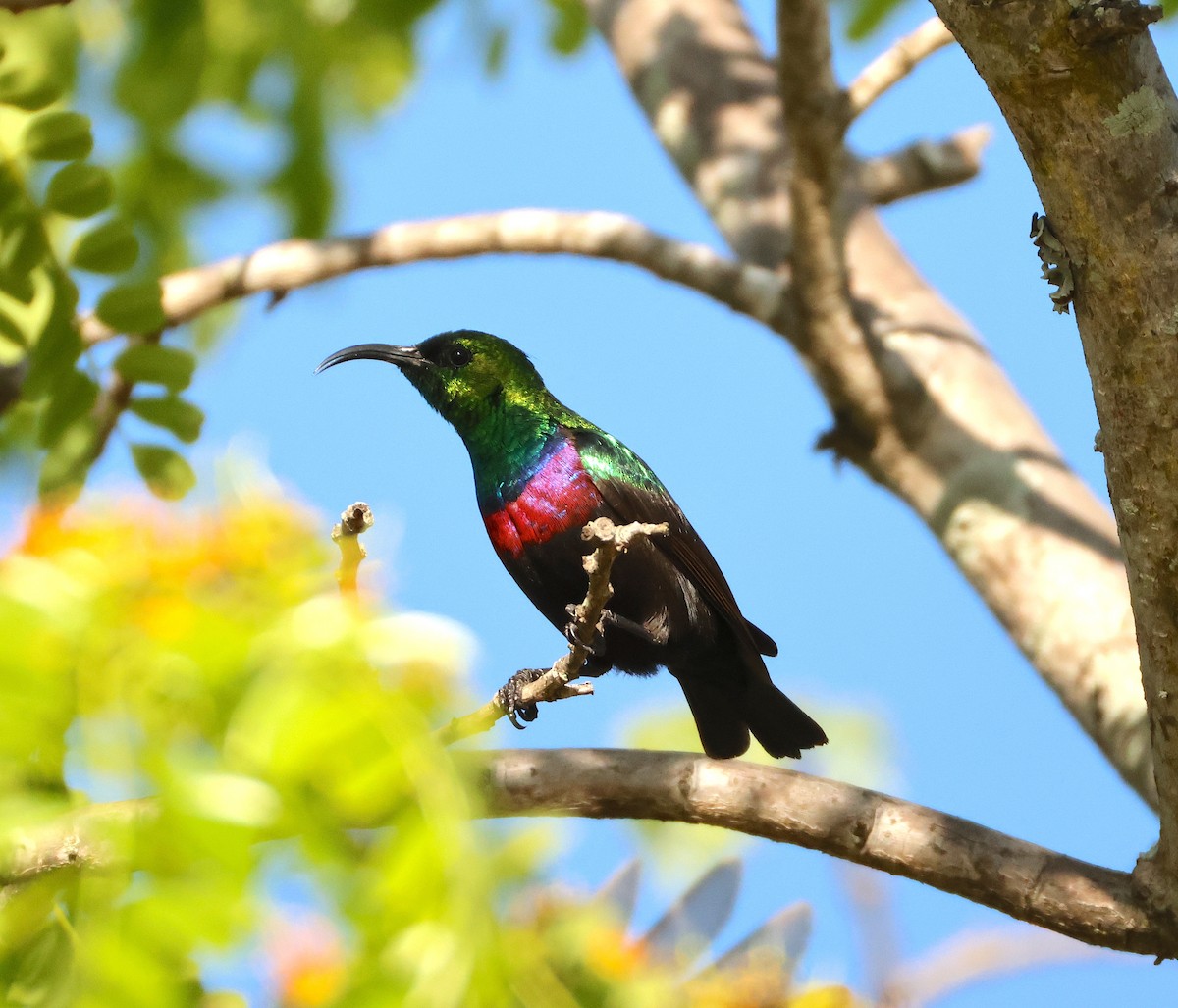 akasiesolfugl - ML644026398