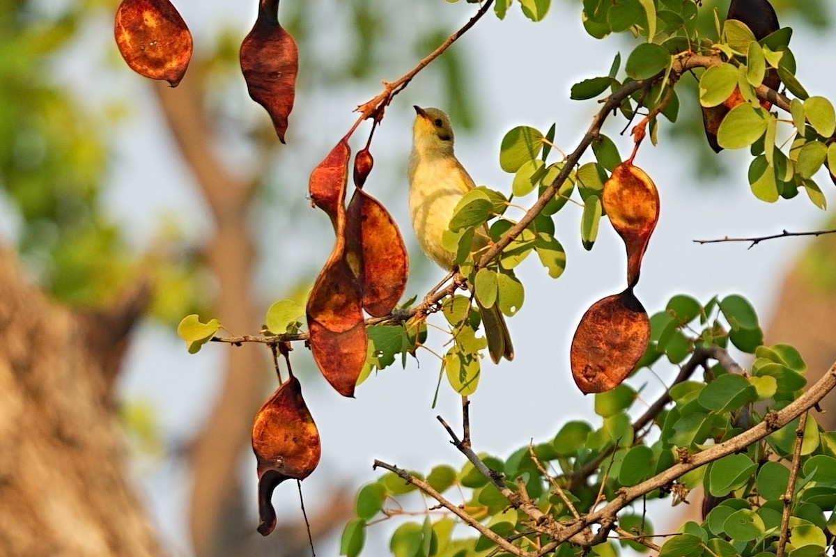 gulstenkhonningeter - ML644026405