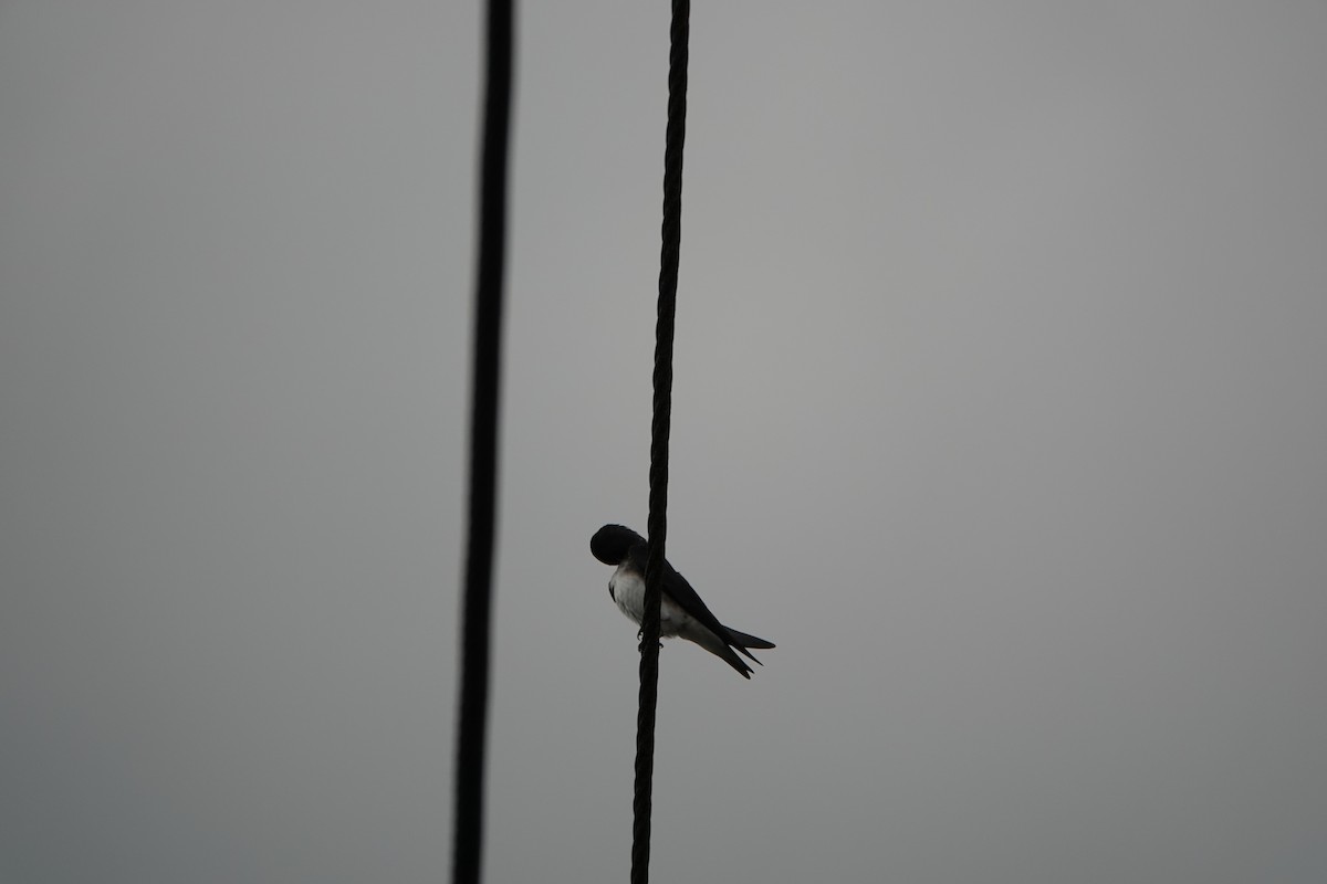 Gray-breasted Martin - ML644026410