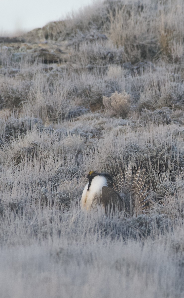 Gunnison Sage-Grouse - ML644026419