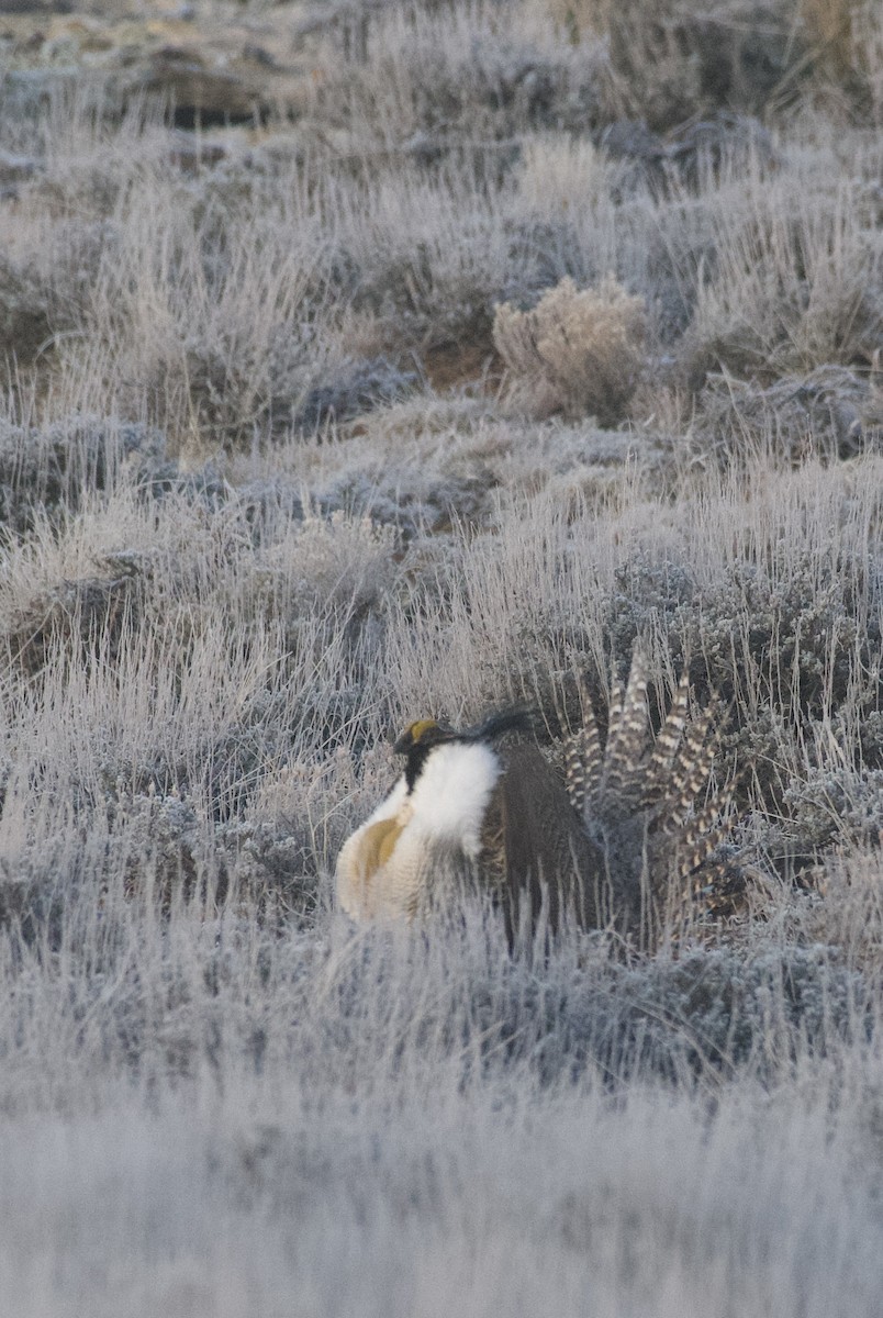 Gunnison Sage-Grouse - ML644026421