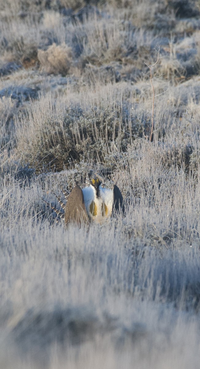 Gunnison Sage-Grouse - ML644026422