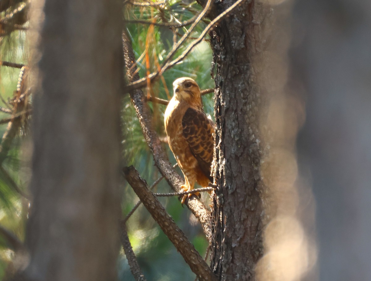 Common Buzzard - ML644026424