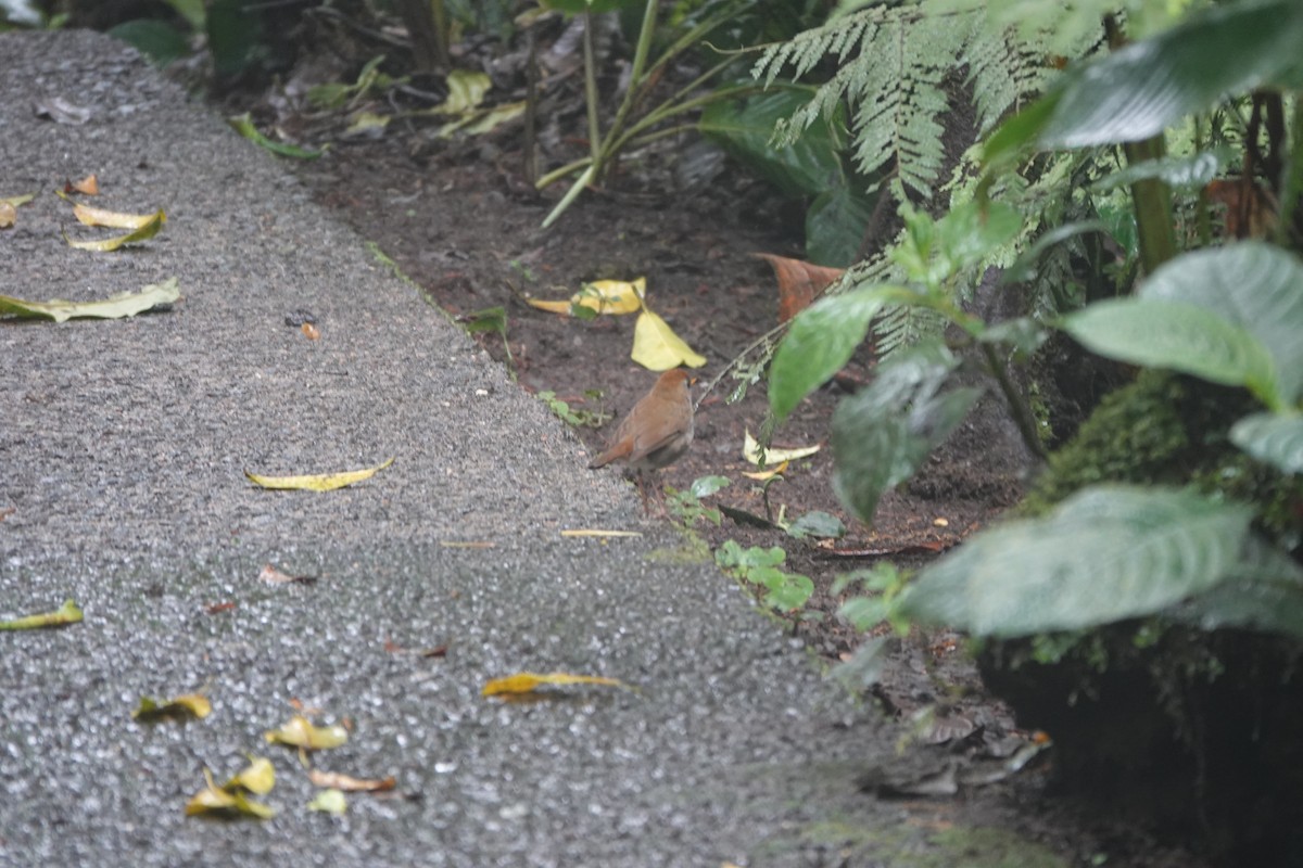 Рыжеголовый соловьиный дрозд - ML644026437