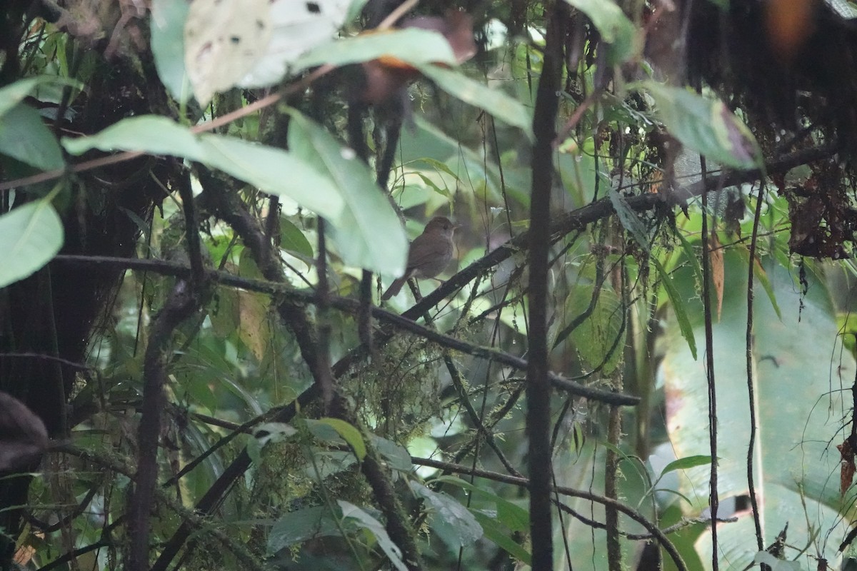 Рыжеголовый соловьиный дрозд - ML644026438