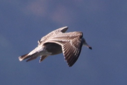 American Herring Gull - ML644026456