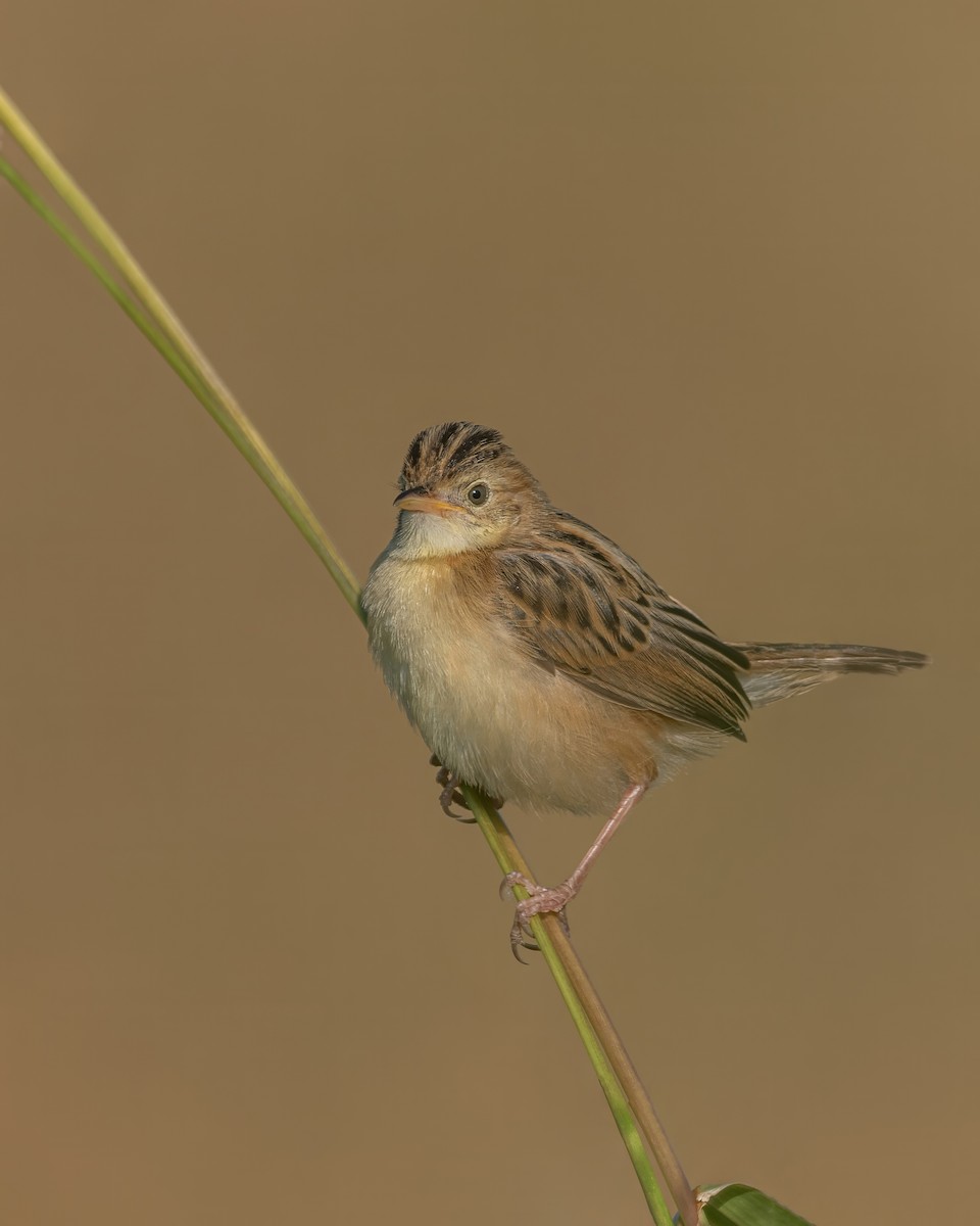 cistovník rákosníkový - ML644026457