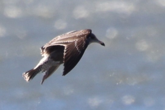 American Herring Gull - ML644026460