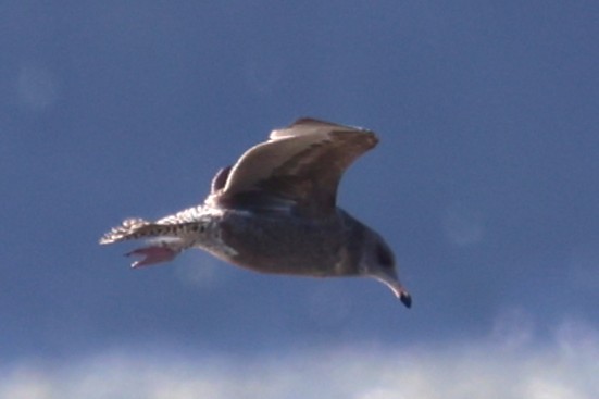 American Herring Gull - ML644026461