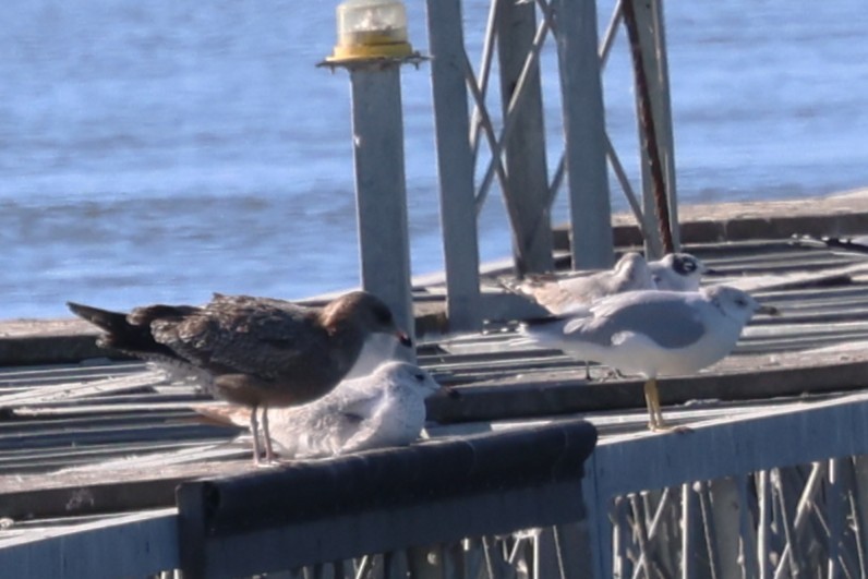 American Herring Gull - ML644026467