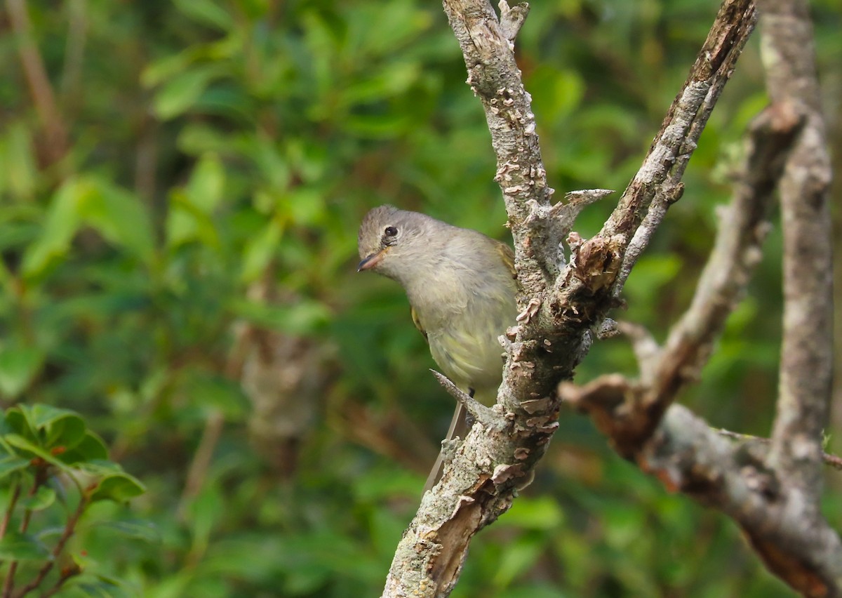 Southern Beardless-Tyrannulet - ML644026475