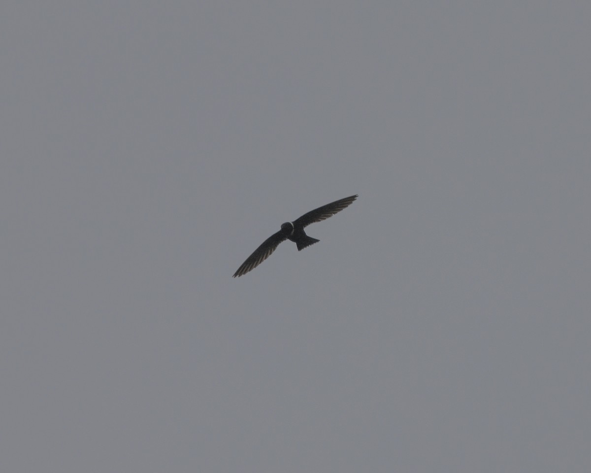 クビワアマツバメ - ML644026477