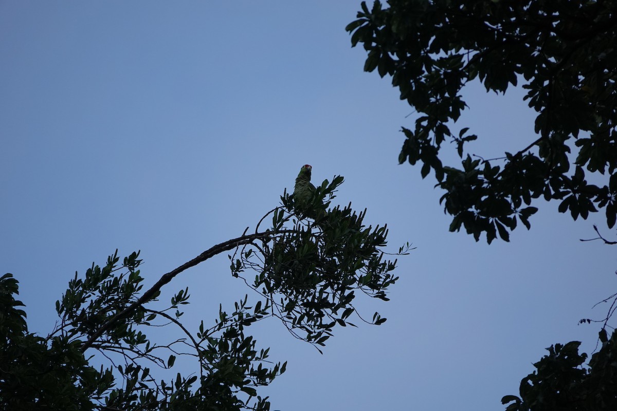 Red-lored Amazon - ML644026480