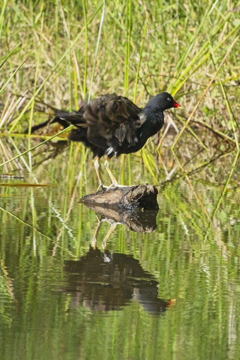 Eurasian Moorhen - ML644026483