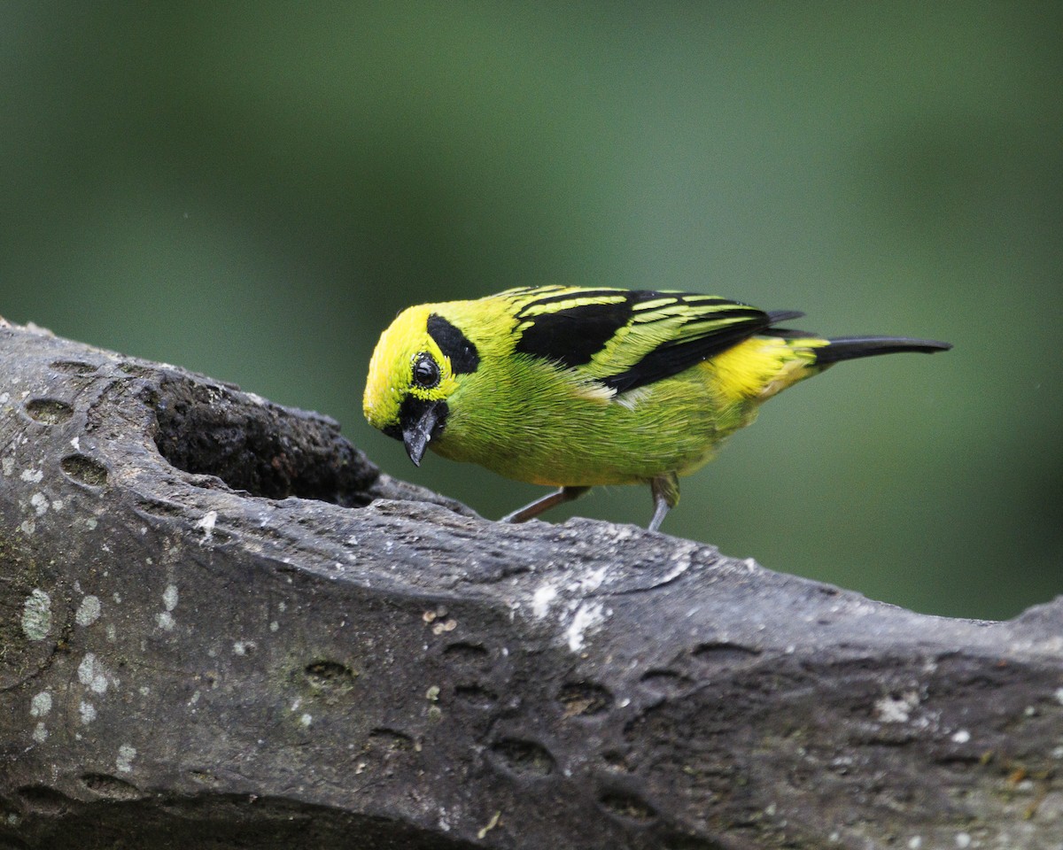 Emerald Tanager - ML644026484