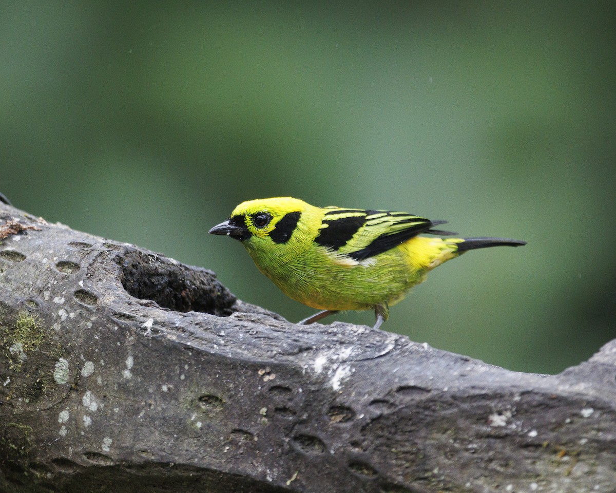 Emerald Tanager - ML644026485