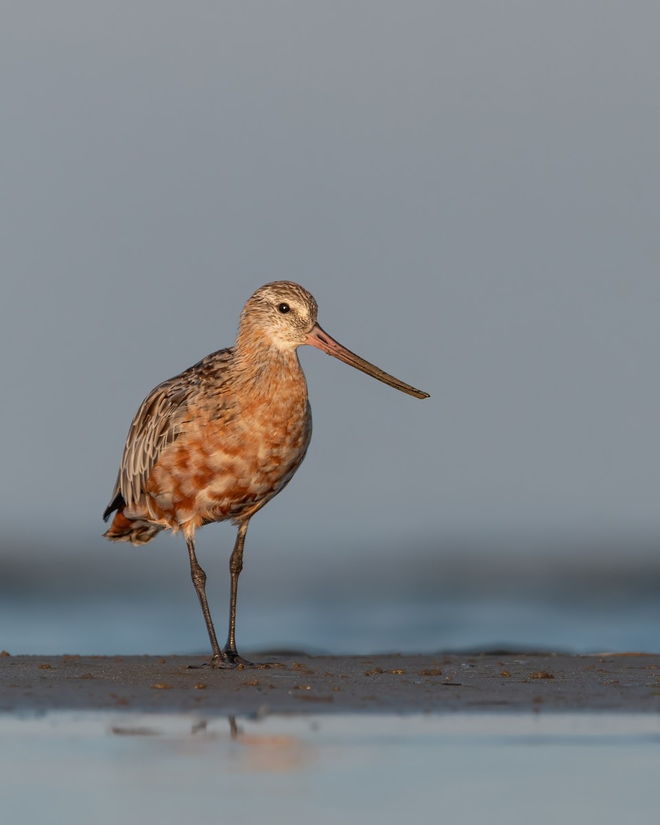 břehouš rudý - ML644026487