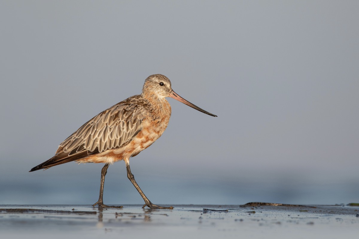 břehouš rudý - ML644026488