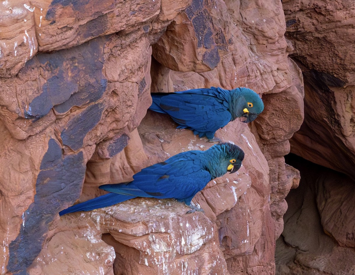 Indigo Macaw - ML644026506