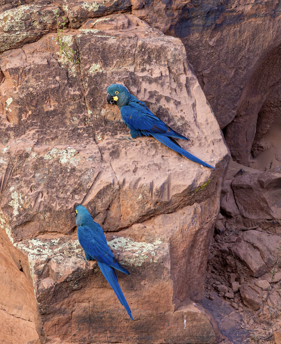 Indigo Macaw - ML644026507