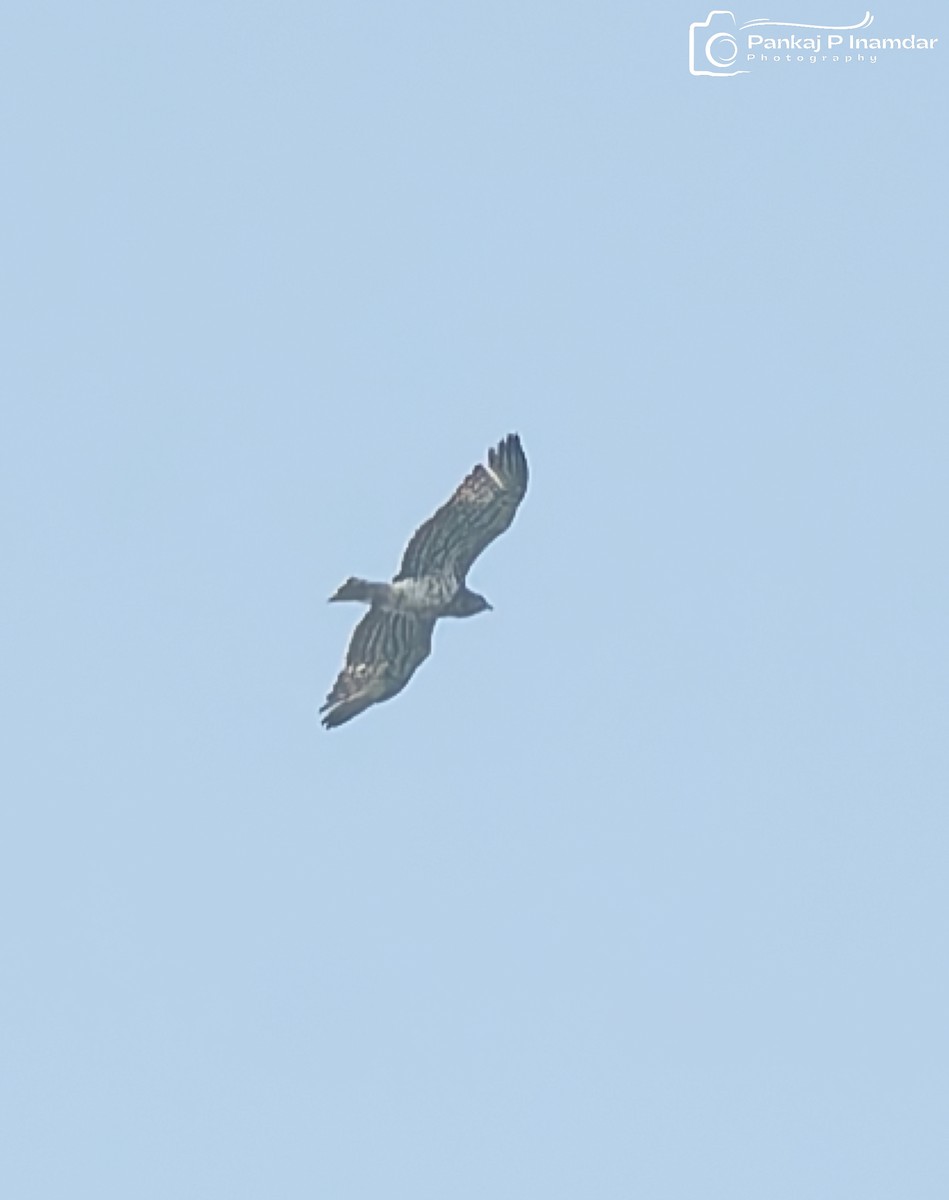 Short-toed Snake-Eagle - ML644026516