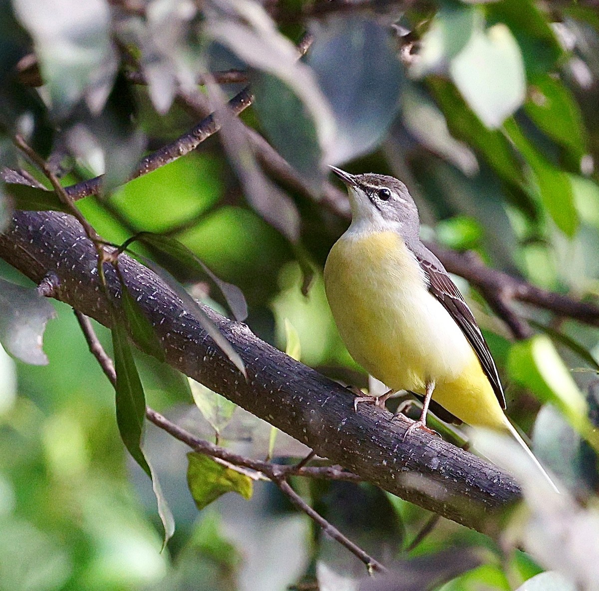 Gray Wagtail - ML644026522