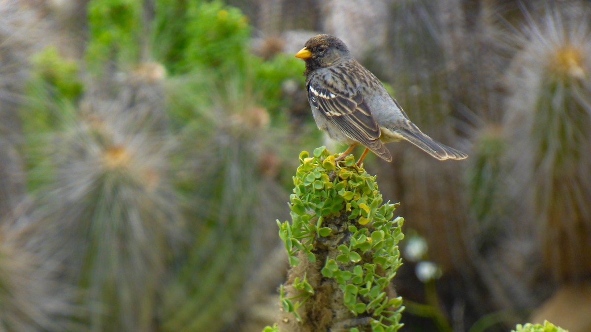 Mourning Sierra Finch - ML644026524