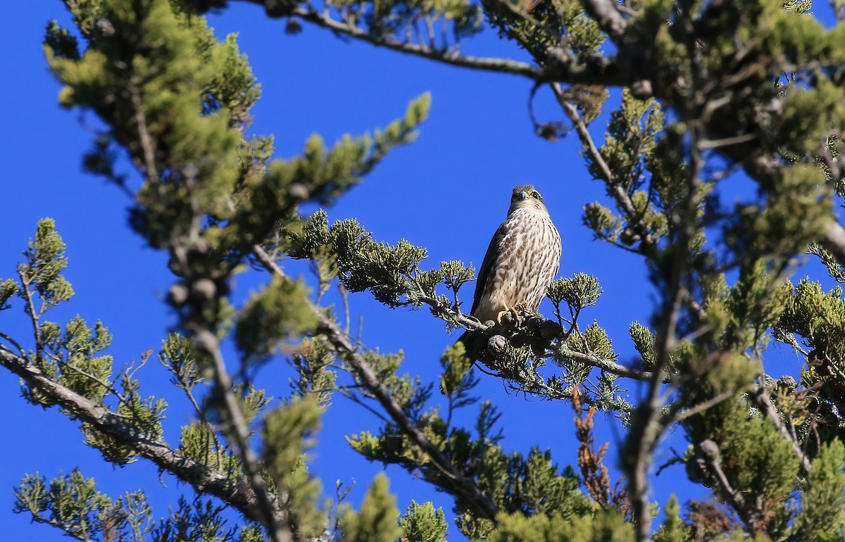Merlin - ML644026526