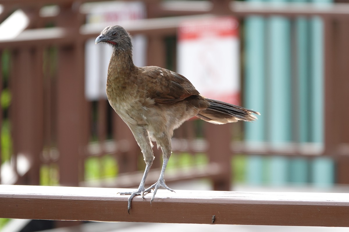 Gray-headed Chachalaca - ML644026528