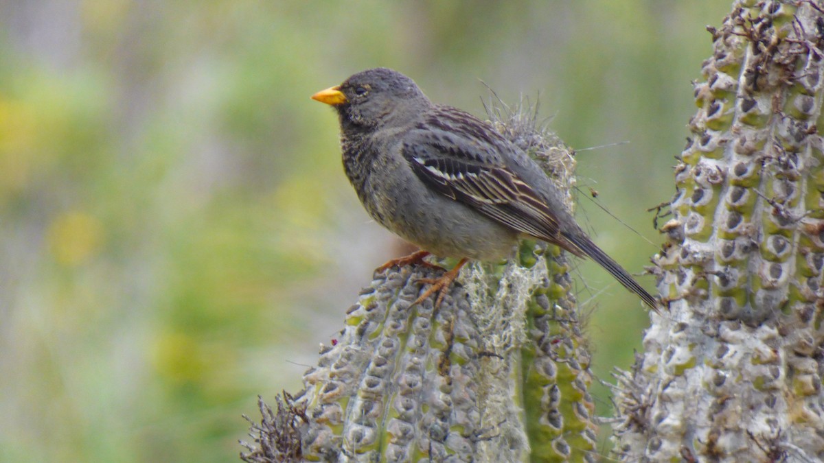 Mourning Sierra Finch - ML644026529