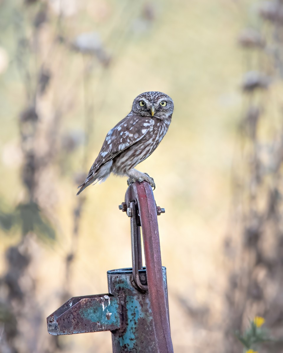 sýček obecný - ML644026535