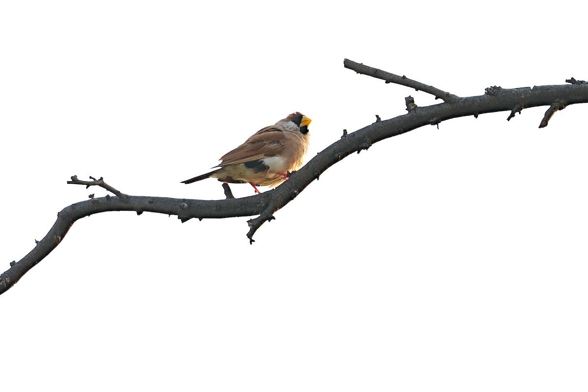 Masked Finch - ML644026540