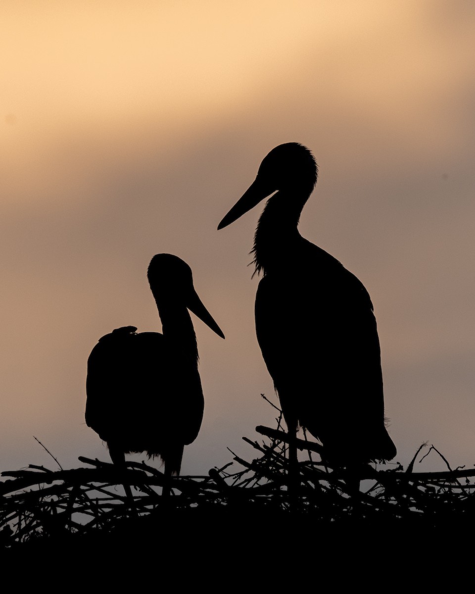 čáp bílý - ML644026543