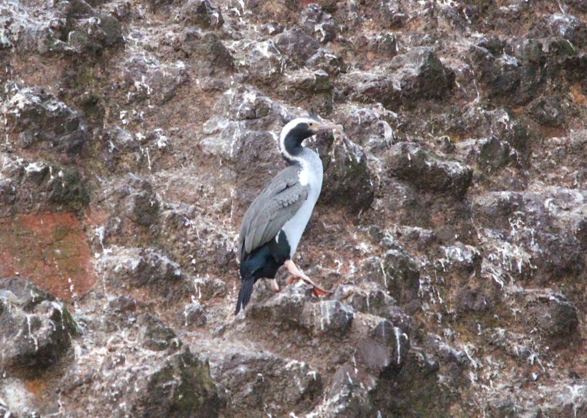 Spotted Shag - ML644026544
