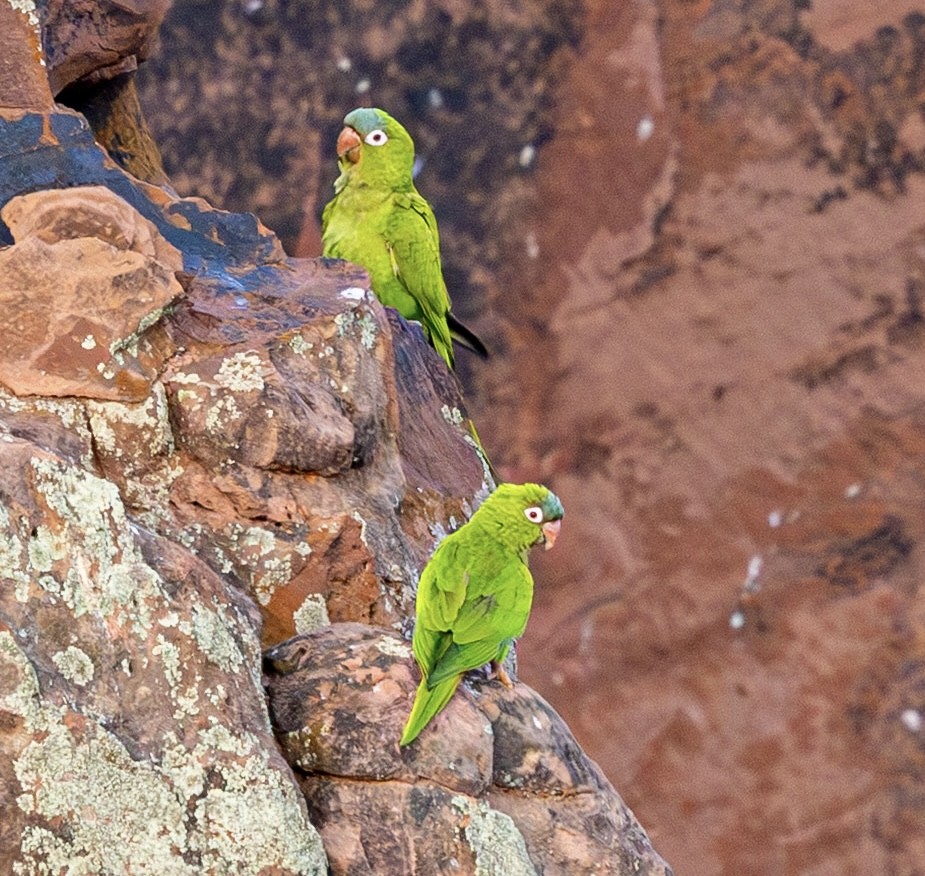 Blue-crowned Parakeet - ML644026550