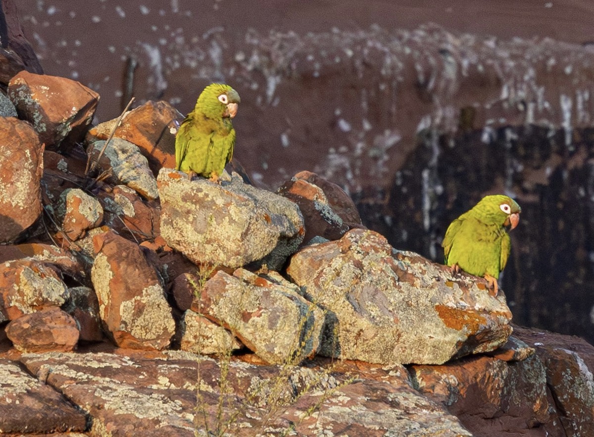 Blue-crowned Parakeet - ML644026551