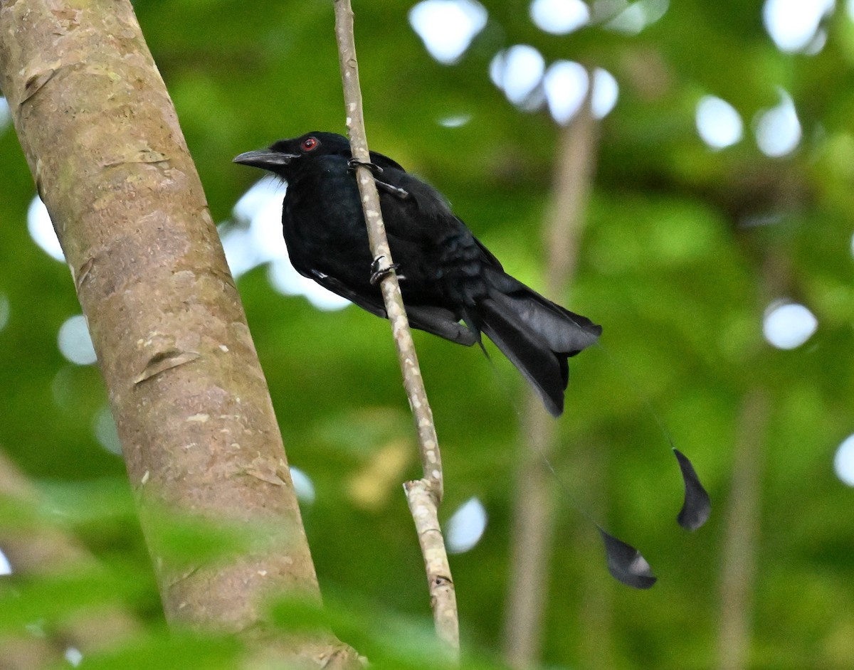 Greater Racket-tailed Drongo - ML644026562