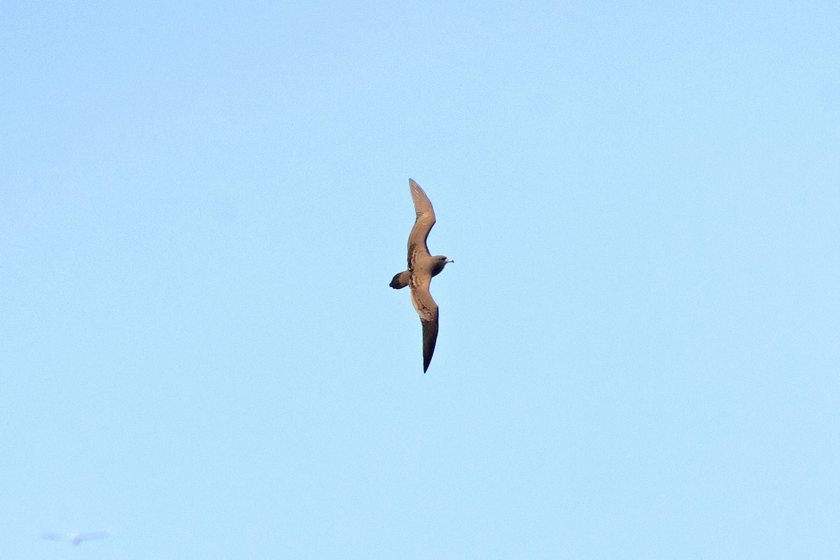 Wedge-tailed Shearwater - ML644026568