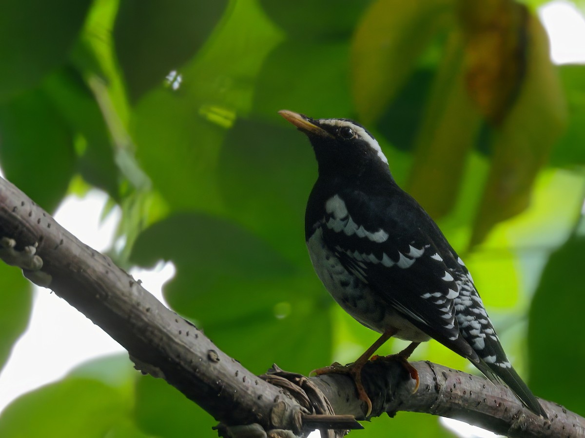 Pied Thrush - ML644026580