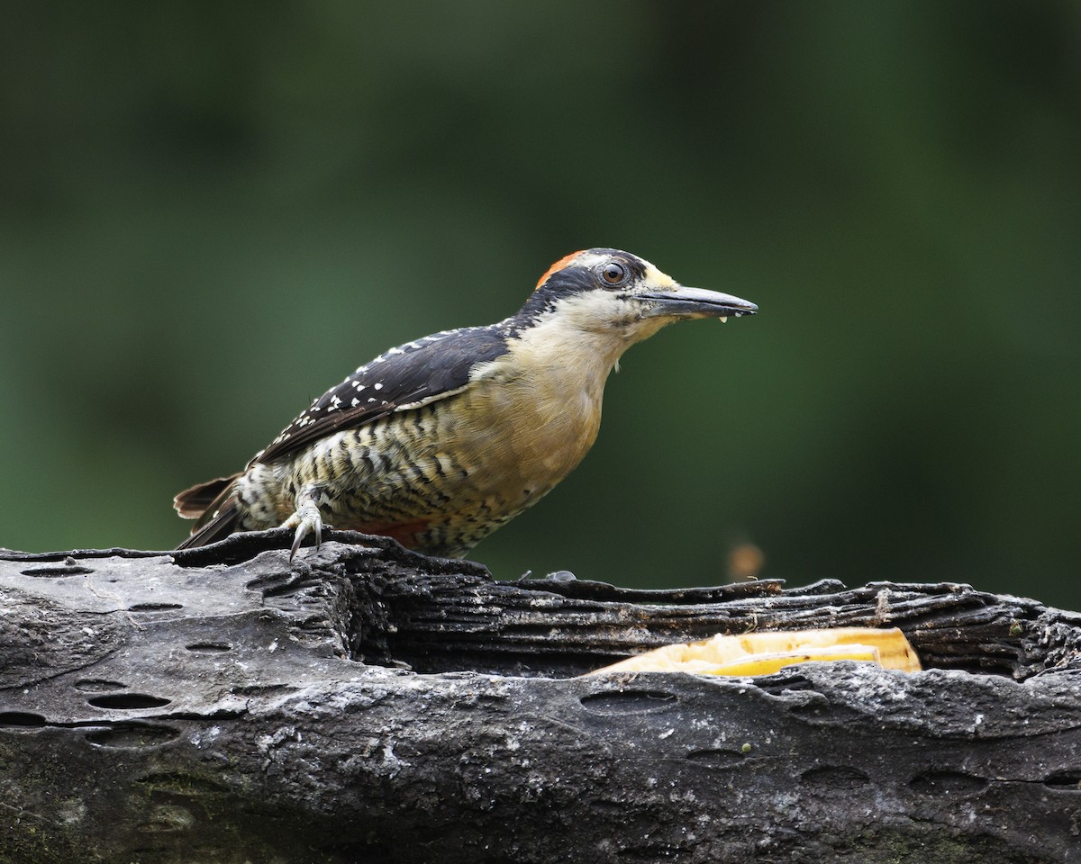 Pic de Pucheran - ML644026583