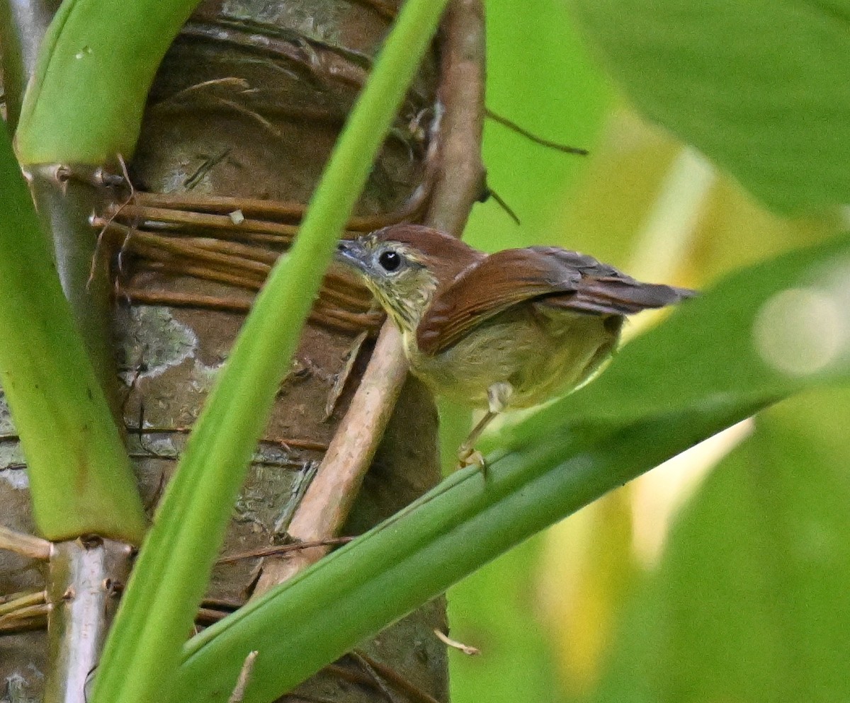 Pin-striped Tit-Babbler - ML644026586
